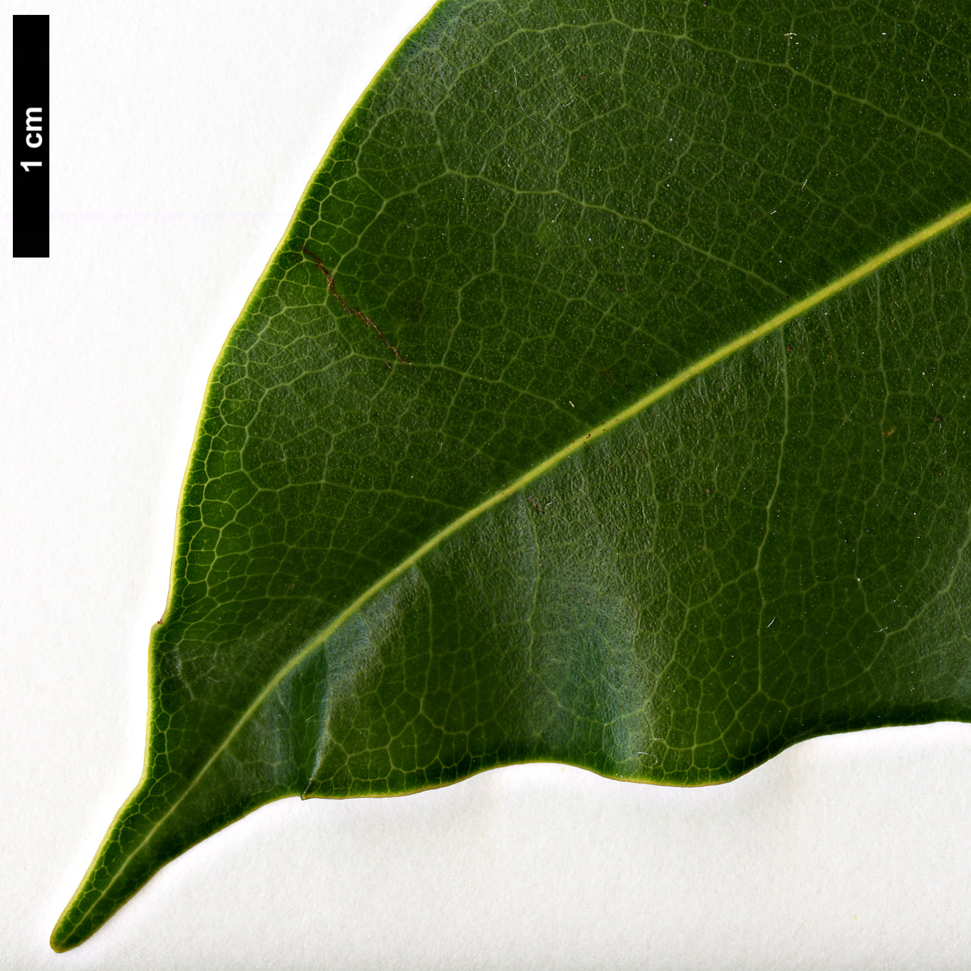 High resolution image: Family: Magnoliaceae - Genus: Magnolia - Taxon: cathcartii High resolution image: Family: Magnoliaceae - Genus: Magnolia - Taxon: cathcartii